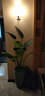 寧雪兒仿真發(fā)財樹盆栽室內(nèi)仿真花假花客廳落地裝飾綠植假樹樹塑料樹植物 8桿 仿真天堂鳥1.1M 含配草 曬單實拍圖
