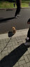 玄寵柯基幼犬純種寵物狗狗活體威爾士柯基犬幼崽小型犬 寵物級 雙色 母 曬單實(shí)拍圖