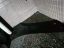 宜固家屋頂防水補漏材料油性聚氨酯防水涂料耐泡陽臺外墻裂縫補漏防水膠 油性5公斤（約刷7平方）超國標 曬單實拍圖
