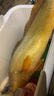 SHIMANO禧瑪諾19款/25款STELLA SW斯泰拉船釣路亞拖釣鐵板輪海釣大物魚輪 5000HG－速比5.7－14軸 曬單實拍圖