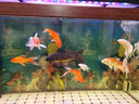 金利佳（Jeneca） 魚缸專用背景紙水族箱高清背景畫魚缸背景圖 龜缸大魚缸貼紙壁紙 高80長152(厘米) 曬單實(shí)拍圖