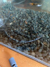 HANYANG黑工沙1kg黑宫砂铁胆沙鱼缸造景底砂龟缸水族免洗化妆养鱼用品 实拍图