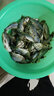 捕漁笙微山湖生態(tài)鯽魚(yú)(凈膛)淡水魚(yú)現捕新鮮活魚(yú)現殺生鮮老人孕產(chǎn)婦燉湯 小號鯽魚(yú)（每斤6-8條） 5斤（宰殺后損耗15％） 曬單實(shí)拍圖