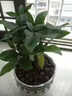 瑰瑋發(fā)財樹(shù)桌面小盆栽花卉綠植物辦公室內吸甲醛綠蘿文竹水培樹(shù)好養 三桿發(fā)財樹(shù)(紅福陶瓷盆) 含盆 曬單實(shí)拍圖