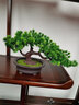 花藝赫  仿真迎客松植物盆栽室內(nèi)綠植小盆景擺件桌面假花擺設(shè)家居裝飾品擺件 綠色常壽松 曬單實(shí)拍圖