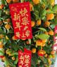 縱觀(guān)天下金桔盆栽四季觀(guān)賞大金桔橘子樹(shù)過(guò)年桔子柑橘年宵花金橘年桔盆栽帶 高1.4-1.5米（金黃滿(mǎn)果）送配飾+盆 曬單實(shí)拍圖