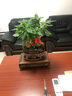 瀚林怡景（HANLINYIJING）發(fā)財樹(shù)盆栽植物室內客廳辦公室桌面綠植盆栽花卉四季常青招財樹(shù) 雙株發(fā)財樹(shù) 招財進(jìn)寶 木座 曬單實(shí)拍圖