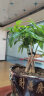 叹为观止大型植物发财树各种大颗盆栽开业乔迁客厅办公室内好养大型花卉 辫子发财树【50-60厘米】 不含盆 实拍图