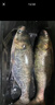千壽3代釣魚線主線強(qiáng)拉力進(jìn)口原絲黑坑魚線柔軟子線不打卷臺(tái)釣線 曬單實(shí)拍圖