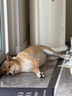 HELLOJOY狗玩具磨牙棒狗狗磨牙玩具幼犬小型犬可食鹿角小號寵物用品玩具 曬單實(shí)拍圖