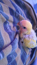 雛鳥(niǎo)活鳥(niǎo)虎皮小鸚鵡半毛手養鳥(niǎo)紫羅蘭牡丹黃桃玄風(fēng)雛幼鳥(niǎo)小鳥(niǎo)活體 雛鳥(niǎo)紅面澳桂1只 曬單實(shí)拍圖