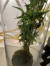 墨薰槿金明竹水養米竹水培苔蘚球植物室內微觀(guān)盆景金明竹紅觀(guān)音竹觀(guān)賞竹 精品米竹苔蘚球+玻璃瓶【1套】 裸根不帶土 曬單實(shí)拍圖