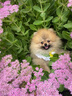 京狼圖騰雙血統(tǒng)純種博美幼犬寵物狗狗博美犬活體小型犬茶杯犬活體長不大 血統(tǒng)級(jí) 1 曬單實(shí)拍圖