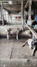 勛貍粑猛犬比特犬杜高犬卡斯羅大型犬脖圈 項圈比特犬 脖套斗犬項圈 黑 L-大型65-90斤狗用 曬單實(shí)拍圖