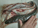 安峰山安峰山黑魚(yú)烏魚(yú)新鮮財魚(yú)現殺淡水大黑魚(yú)活魚(yú)酸菜魚(yú)片術(shù)后滋補燉湯 一條裝【每條約1.5斤】 黑魚(yú) 曬單實(shí)拍圖