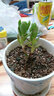 多肉植物24款新品辦公室室內萌植物盆栽組合玉露肉肉植物 天狗之舞單株 曬單實(shí)拍圖