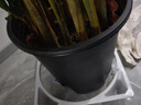 植男植女客廳綠色植物散尾葵大型綠植鳳尾竹室內盆栽夏威夷竹好養(yǎng)源頭直發(fā) 曬單實拍圖