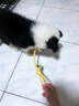 卡通猴小狗狗玩具繩結咬繩泰迪柯基磨牙拔河拖鞋大型犬拉扯繩子球形帶繩 雙色拔河球 狗狗玩具 曬單實(shí)拍圖