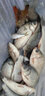 千壽 萬(wàn)柔釣魚(yú)線(xiàn)超柔軟尼龍線(xiàn)黑坑競技釣線(xiàn) 主線(xiàn)1.5 曬單實(shí)拍圖