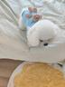 嬉皮狗（hipidog）狗狗立體小熊衛(wèi)衣狗狗衣服春秋款牽引繩泰迪雪納瑞小型犬可愛衣服 邦迪藍小熊 S（建議3-5斤） 曬單實拍圖