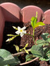 凝慧風(fēng)車(chē)茉莉花苗濃香爬藤植物絡(luò )石藤銀絲茉莉藤蔓綠植耐寒常綠花卉 風(fēng)車(chē)茉莉4年苗 曬單實(shí)拍圖