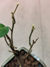 榮郁 垂絲飄枝三角梅矮樁盆栽新品陽臺庭院花卉可常年開花凈化空氣易 飄枝款【漳紅櫻】原土+肥料 不含盆 曬單實拍圖