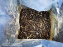 臻味思小戶賽古樹春茶普洱茶生茶散茶云南臨滄冰島茶區(qū)散裝茶葉禮盒 2021年小戶賽古樹春茶100g 曬單實(shí)拍圖
