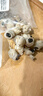 溫州特產(chǎn)墨魚(yú)嘴冷凍魷魚(yú)嘴即食干貨新鮮大號(hào)墨魚(yú)干500克目魚(yú)干貨 大號(hào)墨魚(yú)嘴 500g(凈重) 曬單實(shí)拍圖