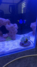 興國(guó)海（Singoseafarm）榔頭珊瑚 雙色熒光榔頭活體珊瑚 海水觀賞珊瑚LPS快遞包活興國(guó)海 雙色榔頭3cm 曬單實(shí)拍圖