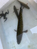 陀螺牌土肥富魚鉤伊勢尼CP槍先釣針有倒刺釣魚鉤競技野釣漁鉤釣魚配件 14號 曬單實拍圖