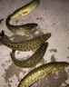 魚(yú)誘釣巨物專(zhuān)用餌血蠶蛹新型釣魚(yú)餌料海竿磯筏釣巨物黑坑野釣海釣餌料 一瓶【100g】專(zhuān)攻大物 曬單實(shí)拍圖