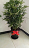 錦楓大型植物鴨腳木盆栽辦公室客廳大型綠植四季常青八方來(lái)財鴨掌木 60-70cm鴨腳木(樹(shù)脂盆) 含盆 曬單實(shí)拍圖