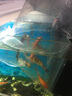 AIPHAROW觀(guān)賞魚(yú)錦鯉魚(yú)活體冷水魚(yú)金魚(yú)魚(yú)苗大正紅白黃金烏金白寫(xiě)丹頂淡水魚(yú) 8-10cm（虎皮1+別甲1+火鯉1） 曬單實(shí)拍圖