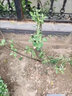 蘋(píng)果樹(shù)樹(shù)苗紅富士盆栽地栽南北方種植耐寒矮化嫁接果樹(shù)苗當年結果 4年苗【備注品種】 蘋(píng)果樹(shù)苗 81cm(含)-110cm(含) 曬單實(shí)拍圖