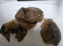 小龍坎 脆毛肚200g 火鍋串串冒菜麻辣燙牛百葉毛肚生鮮食材固形物≥63% 曬單實拍圖
