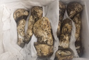 京地達(dá)云南昆明松茸菌菇凈重2斤單個(gè)80g禮盒云南特產(chǎn)9-12cm源頭直發(fā)包郵 曬單實(shí)拍圖