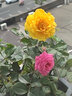 花中酷種子  牡丹種子 四季開(kāi)花 庭院綠化苗木花種子 牡丹花種子 陽(yáng)臺 盆栽花卉種子 紫寶冠10粒 曬單實(shí)拍圖