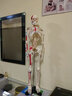 人體骨骼模型全身脊椎脊柱模型醫(yī)用45cm85cm骷髏可活動骨架結(jié)構(gòu)解剖模型標(biāo)本美術(shù)瑜伽教學(xué)教具 F款【85cm肌肉起止點帶神經(jīng)】 曬單實拍圖