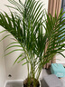 嘆為觀(guān)止金錢(qián)樹(shù)幸福樹(shù)盆栽客廳書(shū)房辦公室大型綠植 散尾葵（1.1-1.3米） 含育苗盆 曬單實(shí)拍圖