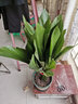 雅卉四季長(cháng)青室內客廳觀(guān)葉植物綠植盆景一葉蘭室內綠葉花卉盆栽 20棵苗效果 不含盆 曬單實(shí)拍圖