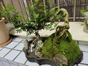瀚林怡景（HANLINYIJING）清香木盆景植物老樁室內(nèi)綠植懸崖式造型山水假山樹樁胡椒木盆栽 山水石景 青香木 曬單實拍圖