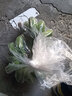 栩季（XUJI）廣西小米蕉新鮮香蕉9斤當季水果整箱自然熟小香芭蕉海南皇帝香蕉 3斤 曬單實拍圖