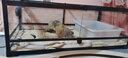 REPTIZOO陸龜飼養箱爬寵缸鬃獅變色龍蜥蜴守宮玻璃爬缸爬蟲(chóng)箱【RK飼養缸】 90x45x32CM【RK0118】 曬單實(shí)拍圖