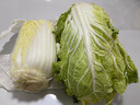 千朵云山東新鮮露天大白菜 農(nóng)家自種東北白菜當(dāng)季黃心鮮嫩華菜整箱蔬菜 約10斤 曬單實(shí)拍圖