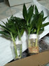歐芽富貴竹水培植物觀(guān)音竹盆栽花卉水養盆景客廳臥室綠植z6 觀(guān)音竹3棵+葫蘆玻璃瓶 1 曬單實(shí)拍圖
