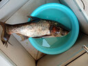 櫻島手竿鰱鳙釣組魚(yú)鉤浮釣大胖頭專(zhuān)用綁好彈簧鉤爆炸花白鰱魚(yú)鉤 小彈簧 13號(hào) 曬單實(shí)拍圖