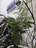 早安盆栽多肉花卉植物室內(nèi)花吊蘭文竹富貴竹辦公桌面水培小綠植驅(qū)蚊盆栽 【驅(qū)蚊組合①】清香木+文竹+九里香 帶盆栽好 曬單實(shí)拍圖