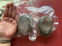 東山島澳角村鮮活速凍深海大鮑魚黃金鮑皇金鮑年貨年夜飯送禮禮包 大皇金鮑2只(2只共0.9斤左右) 曬單實(shí)拍圖