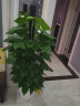 九千谷 大叶绿萝1.2-1.5米 大型植物绿萝柱大型绿植家用大客厅办公室内盆栽盆景花卉新家乔迁开业含盆8020 晒单实拍图