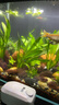 瘋狂水草（FKSC）水草植物直接入缸莫斯水草懶人魚(yú)缸造景套餐竹節草凈化 【黑山石】紅絲青葉+血心蘭+紅松尾 曬單實(shí)拍圖